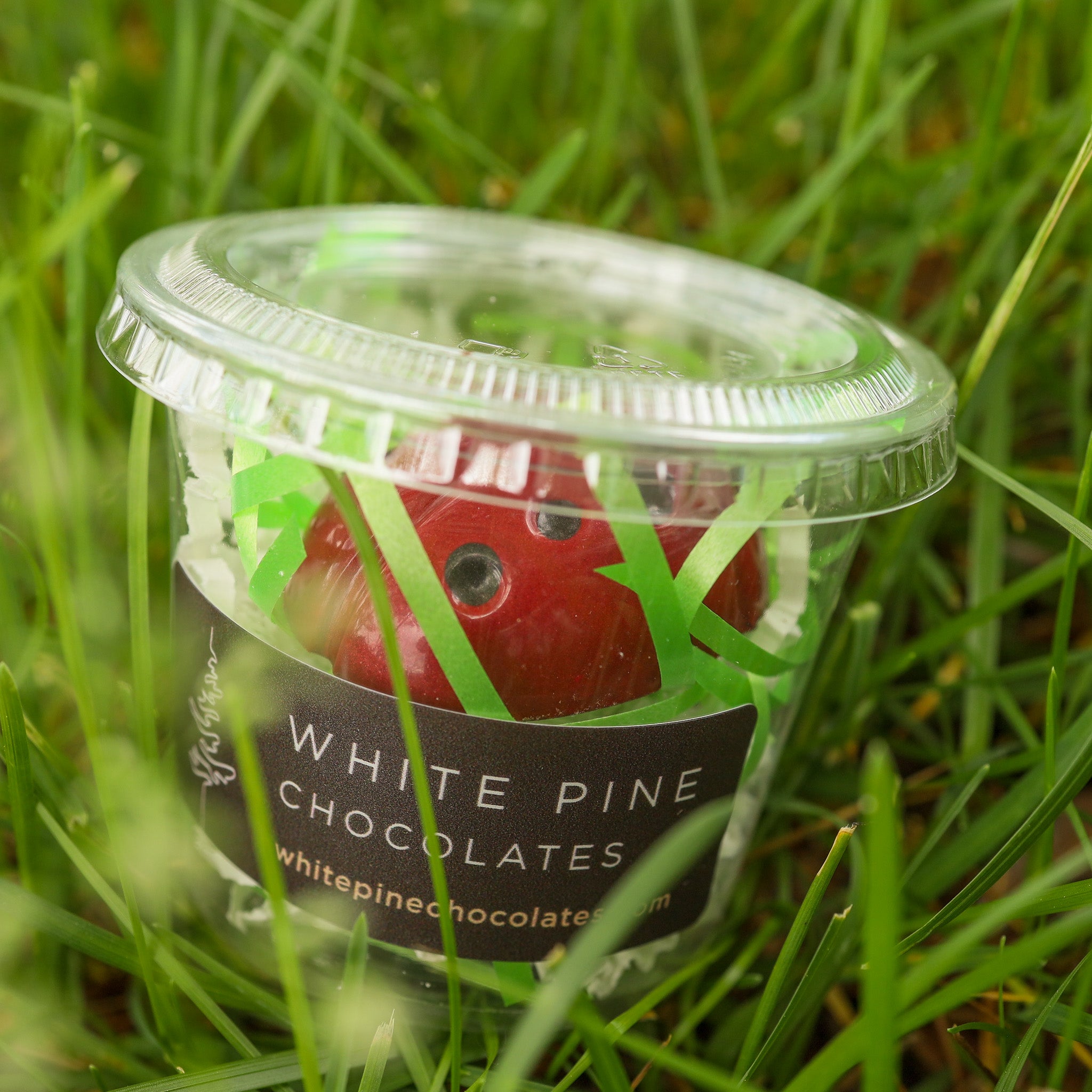 Lady Bug Teacher Gift - IN STOCK