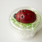 Lady Bug Teacher Gift - IN STOCK